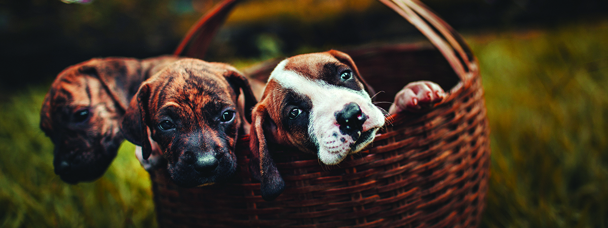 cute puppies