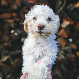 cute puppy