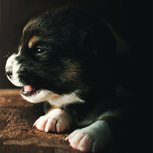 cute puppy