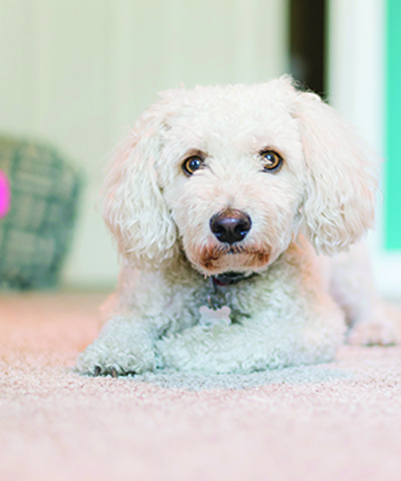 cute puppy
